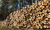 Wood 木
