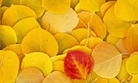 Leaves 树叶