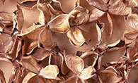 Cotton Shell 棉贝壳