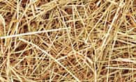 Straw 稻草