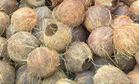 Coconut Shell 椰子壳