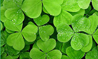 Clover 三叶草