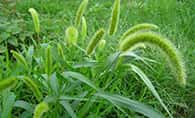 Grass 草