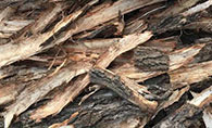 Bark 树皮