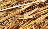 Straw 稻草