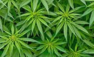 Marijuana 大麻