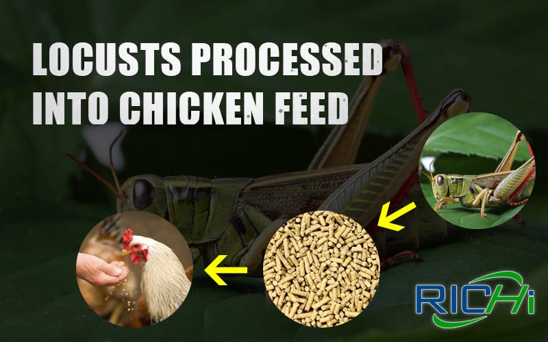 chicken pellet making machine