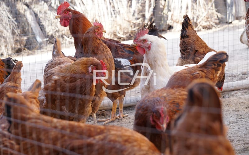 1-10tph animal feed processing plant with broiler