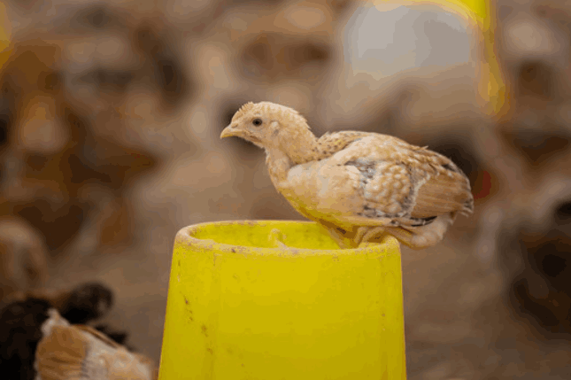 蛋鸡饲料生产价格